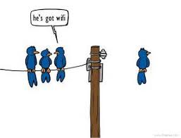 wifi birds